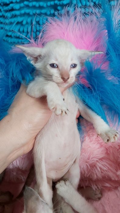 * ЭЛЬФЫ * - Ориентальные Котята !