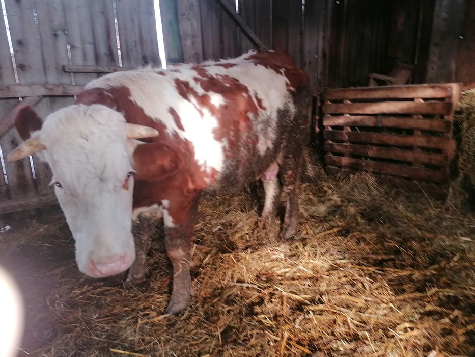 Vând  juni ca gestanta