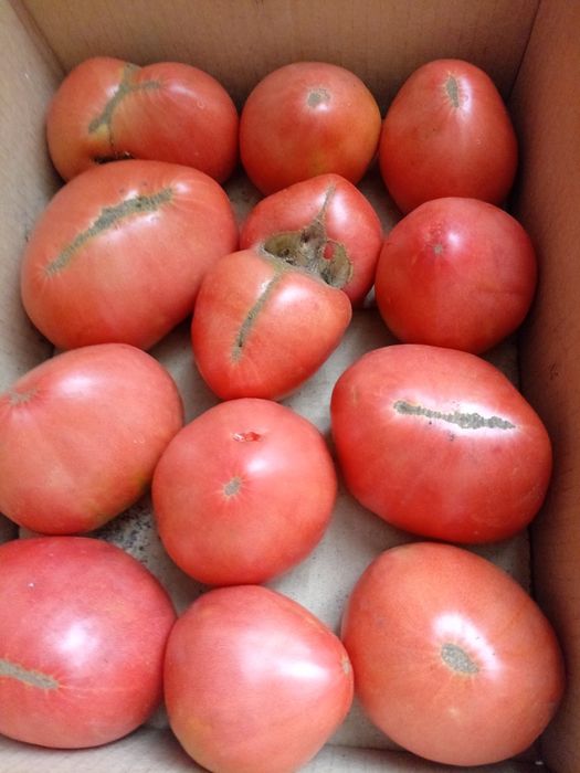 Продам домашние помидоры