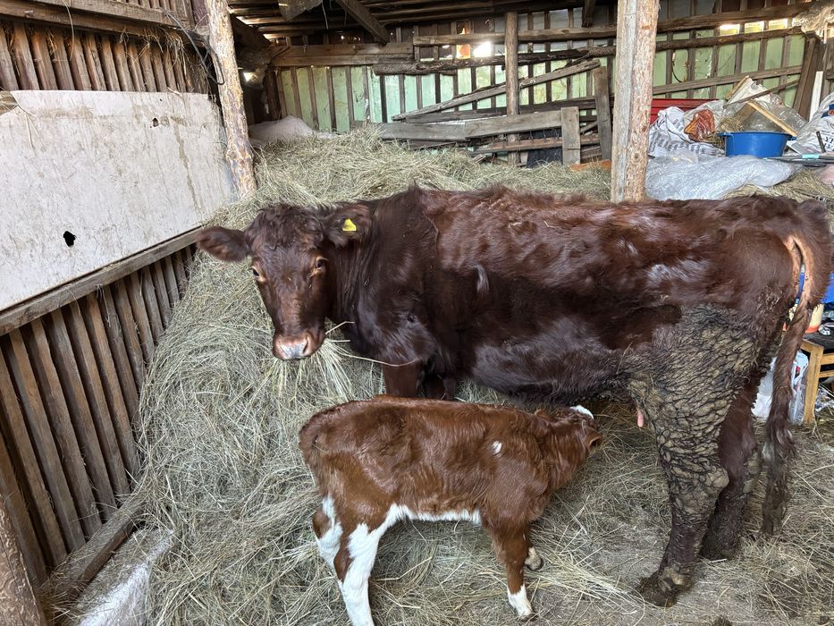 Продается корова с телёнком