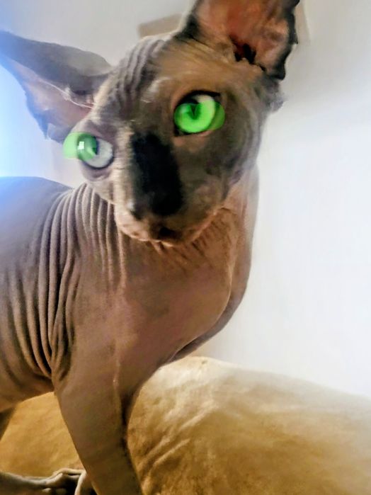 Вязка .Ташкент .Сфинкс Эльф