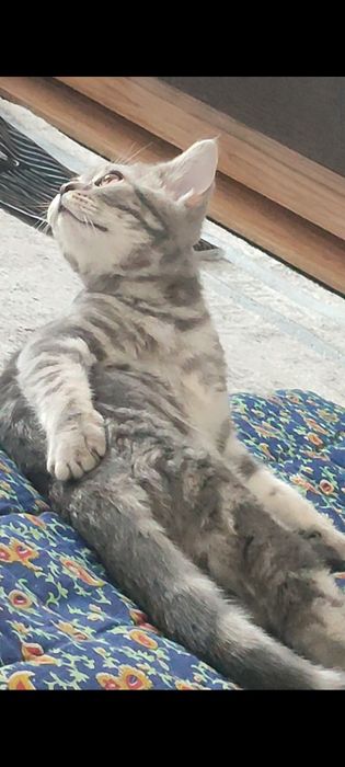 Британский котенок