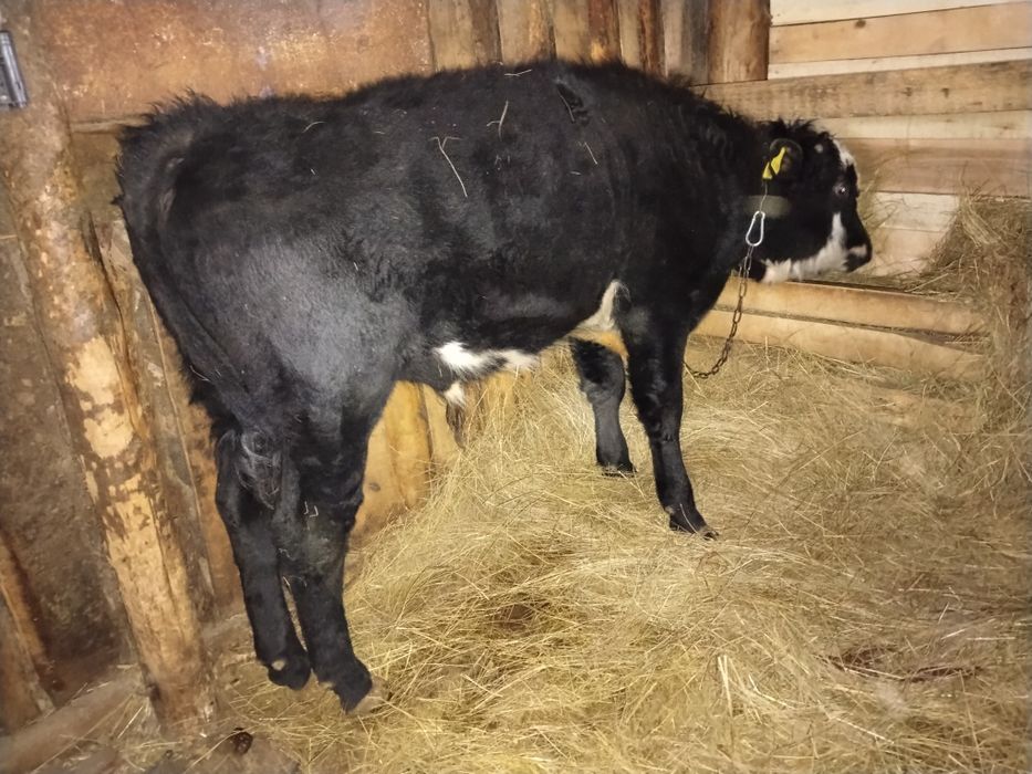 Продам быка на доращивание