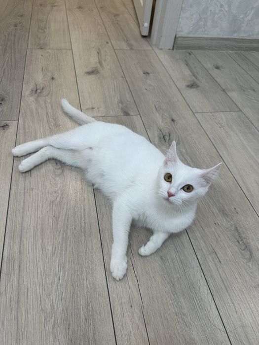 Отдаем кошку в ласковые руки