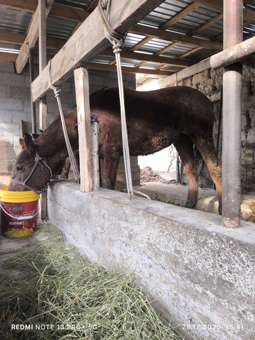 Жабағы сатылады  семиз