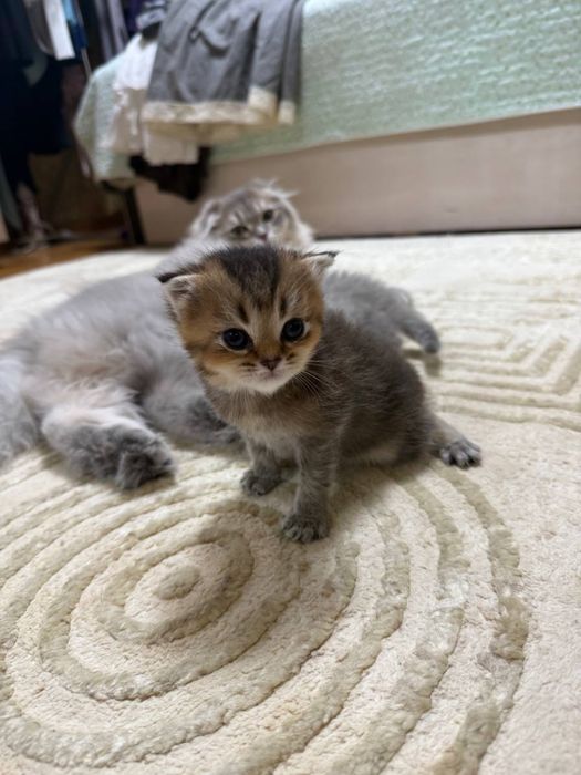 Породистые котята шиншилла (золотая/серебристая) — милые и ласковые!