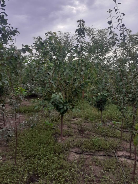 Super Oferta Pomi mari mar an 4-5