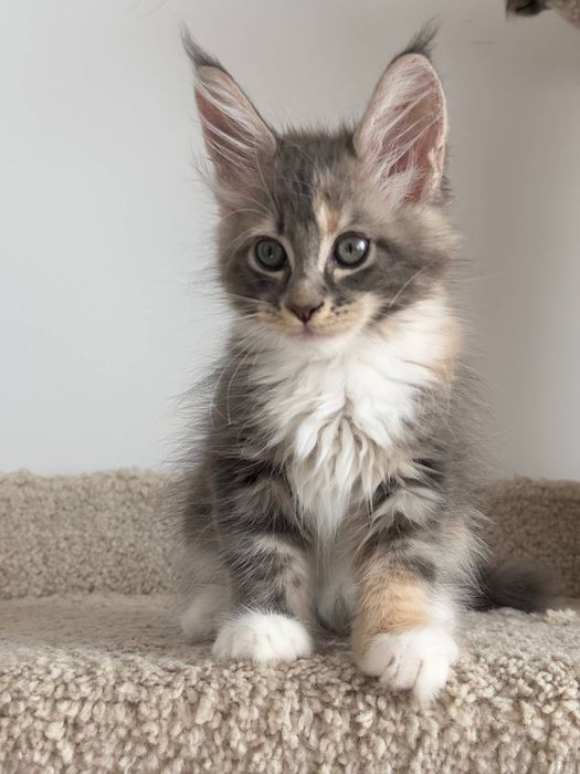 Котята_ питомник_ продажа