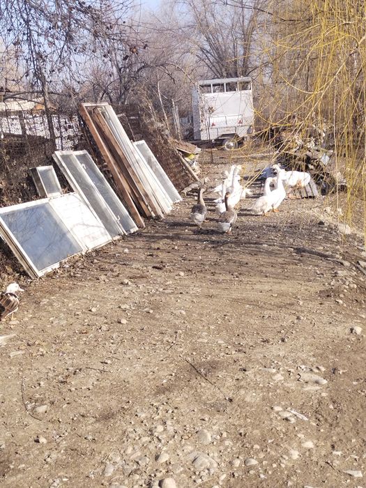 Продам гусынь ..