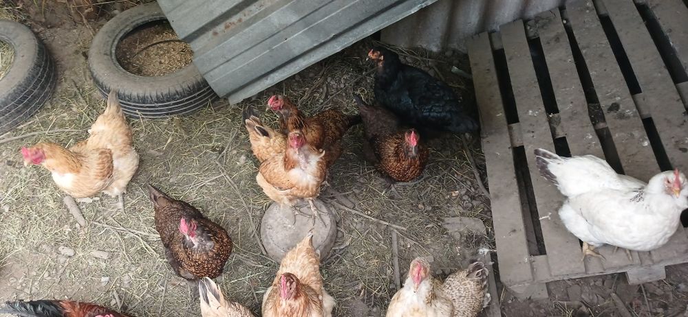 Продам курей несушки