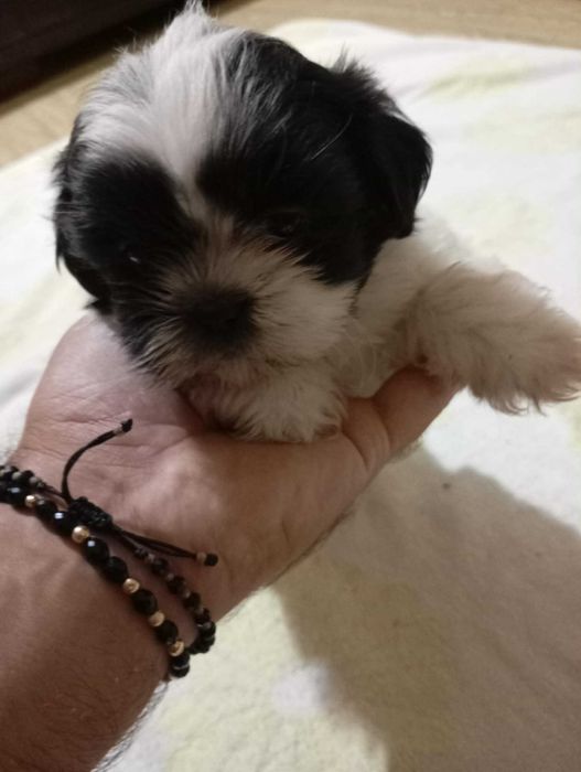 Catelus rasa shih tzu
