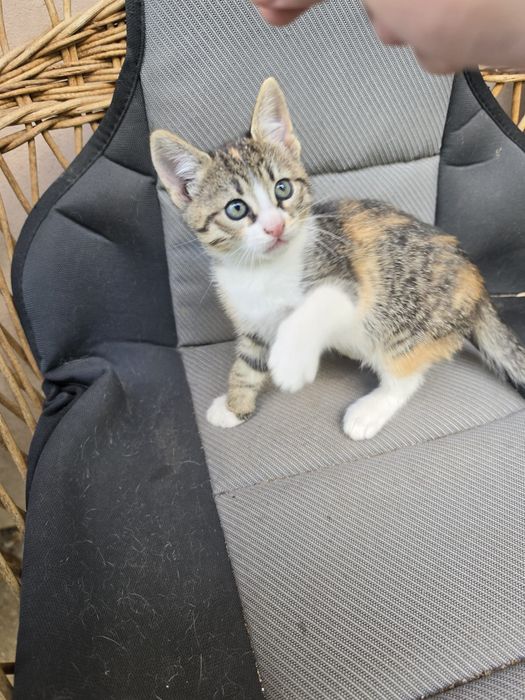 Pisici pentru adopție