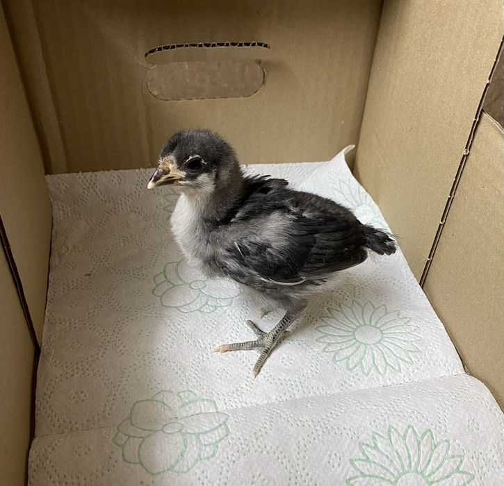 Pui australorp de 1 zi si 7 zile si araucana