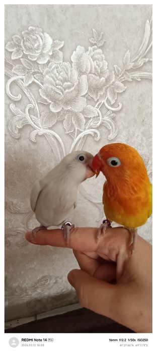 Ruchnoy popugay nerazluchka