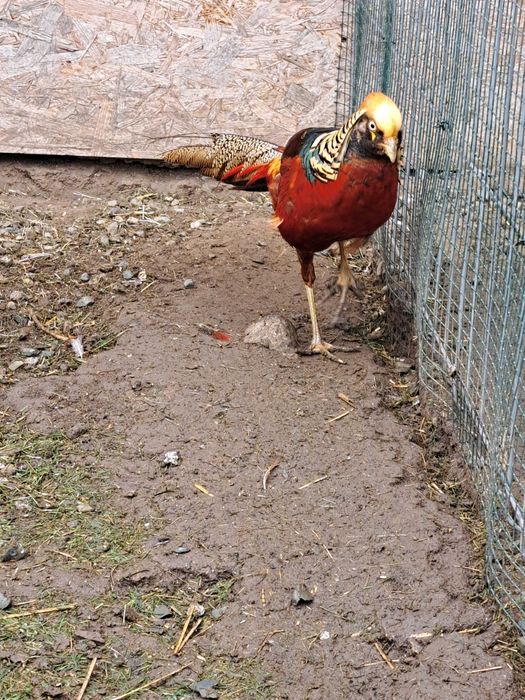 Fazani auriu pe roșu,păuni