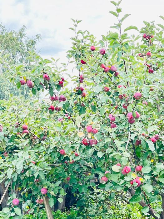 Продам дачу на Темерязева г Степногорск