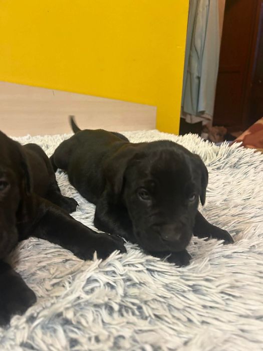 Продават се прекрасни кученца порода Кане Корсо