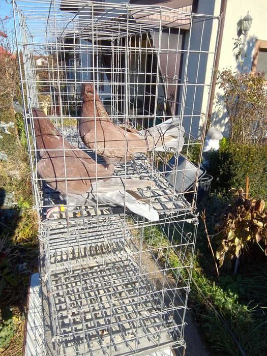 Vand porumbei creti francezi capaciti si jucatori de Baku