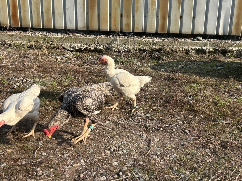 Ко шамо 2+1 семья