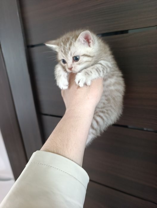 Отдам котят бесплатно.