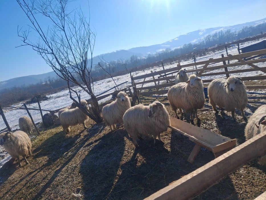 Oi  de vânzare  Bacău