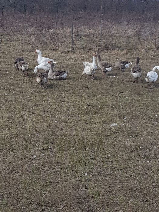 Vând Oua de Gasca/Gaste