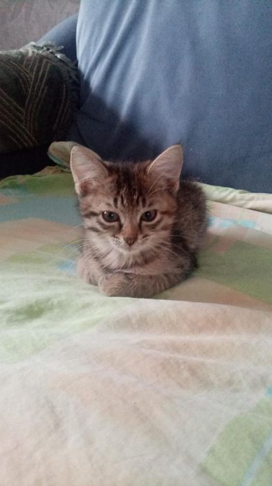 Отдам даром котят