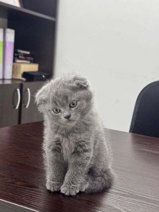 Erkak Scottish Fold / British zotli mushukcha sotiladi