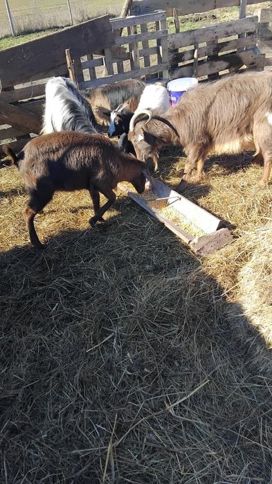 De vanzare 2 capre si 4 iede de un an