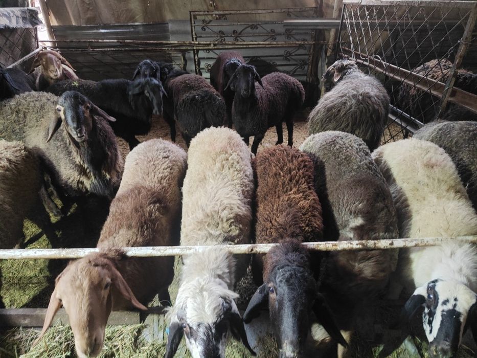 Кучкорлар сотилади