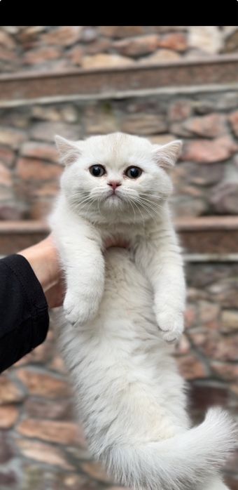 Котенок британская белая