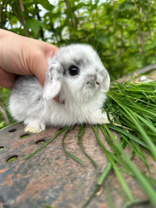 Кролики декоративные карликовые