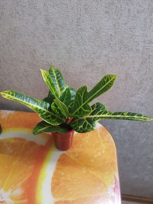 Продаю  кротон (кодеум)