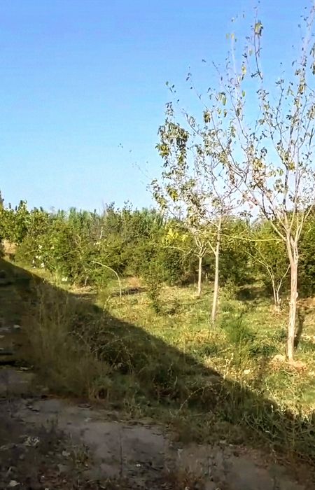 Xovlilik uy sotiladi zudlik bilan