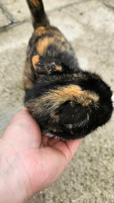 Urgent! Spre adopție pisica!