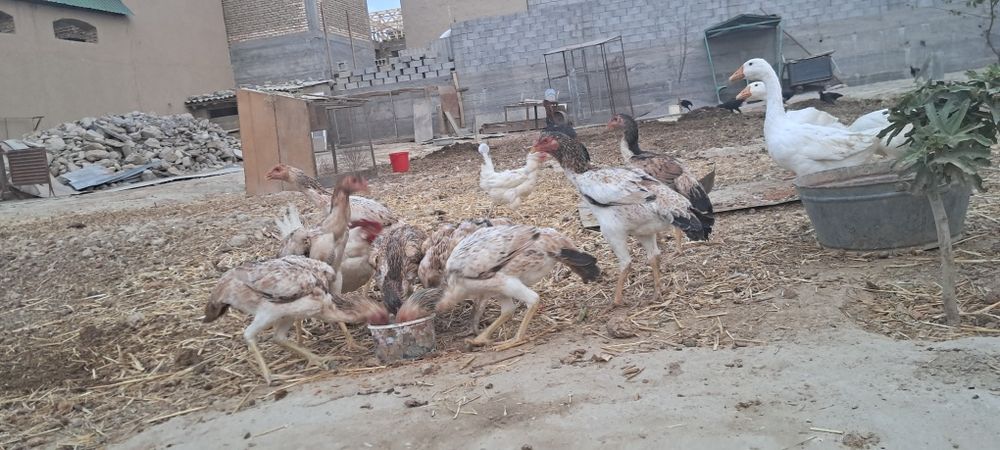 Zotdor dakan tovuq bor