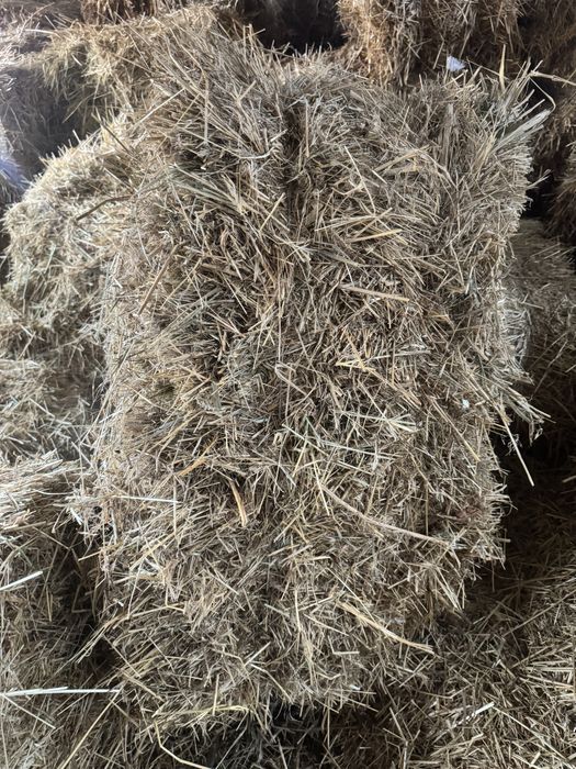 Биринши орак шоп бар