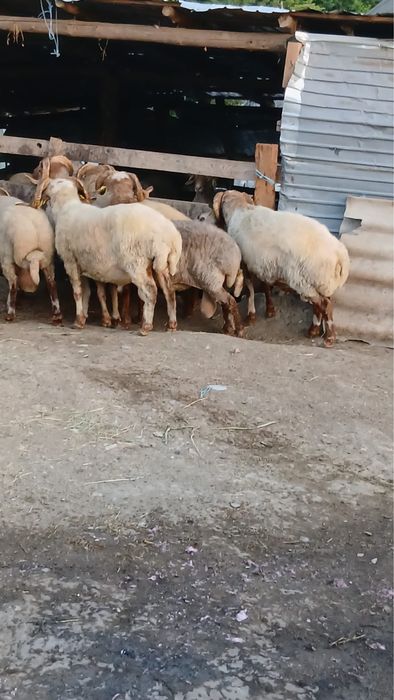 Vand 5 berbeci awassi