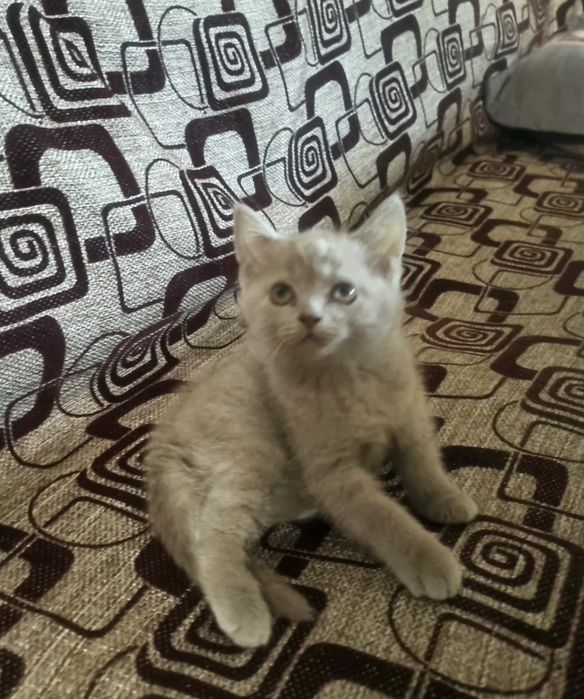 Котёнок Скотиш Страйт