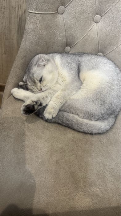 Кошка вислоухая 1 год