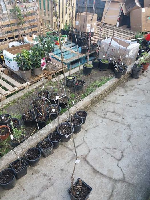 Облепиха (Hippophae) - Растения и Плод