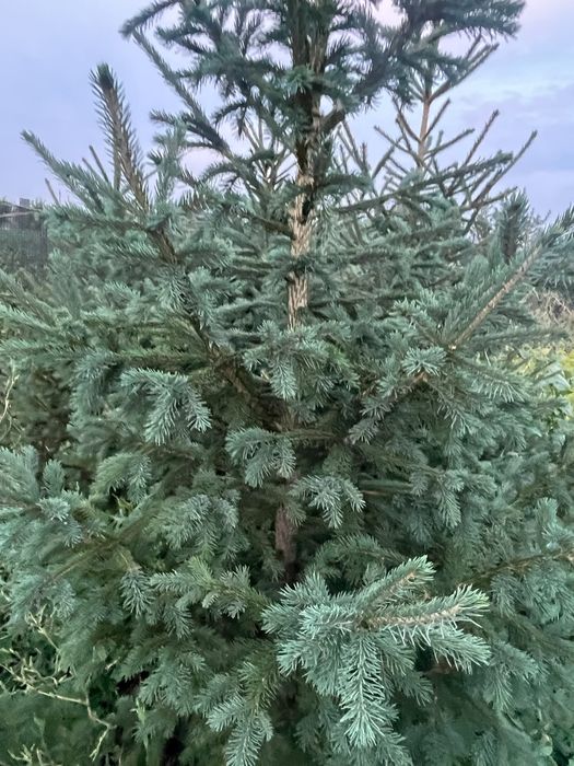 Колючий ели, выращенные нами