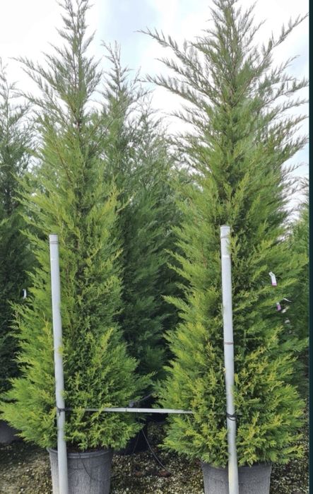 Leylandii de vânzare – ideal pentru gard viu.
