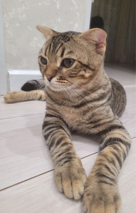 Продам котенка породистый