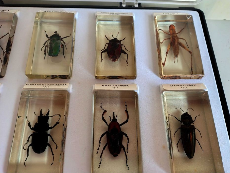 Страхотна Колекция Хербарий От Буболечки,Насекоми