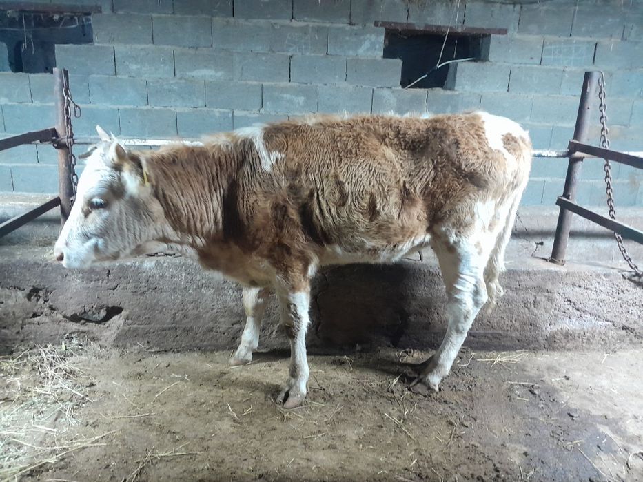 Тана құнажын телка