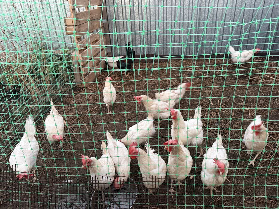 Курочки несушки и петушок