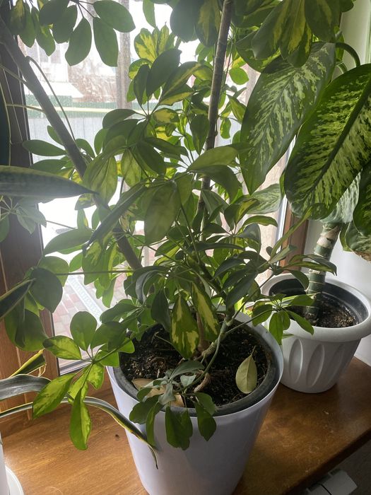 Продам Диффенбахию