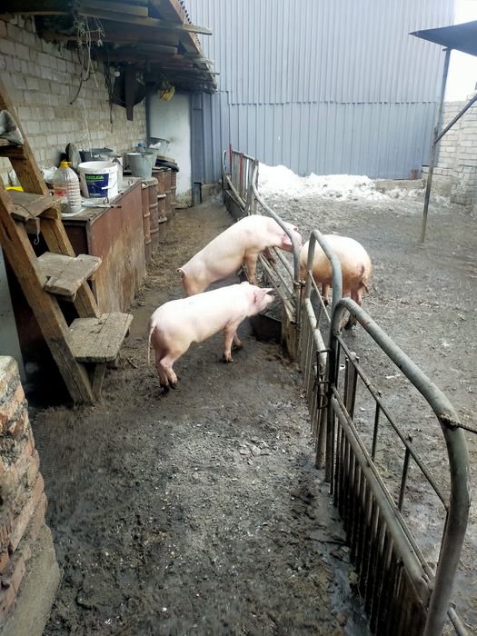 Продам поросят 3.5мес