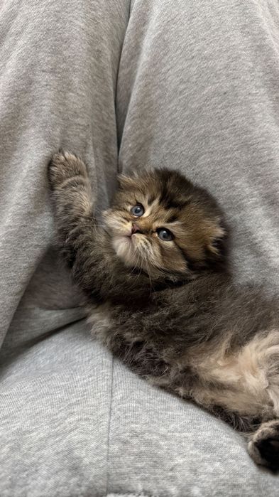 Продаю шотландских котят